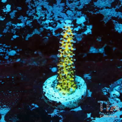TIA Solar Nimbus Acropora Frag