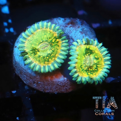 TIA Toxic Apple Zoanthids Frag