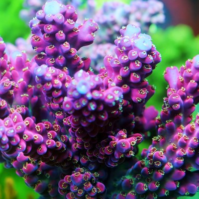 TIA Mulberry Dream Acropora Colony (cut to order)