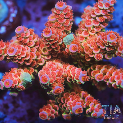 TIA Signature Pink Sovereign Tenuis Colony (cut to order)