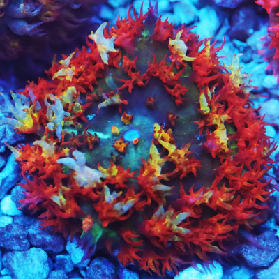 "GOAT" Super Rare St. Thomas Mushroom