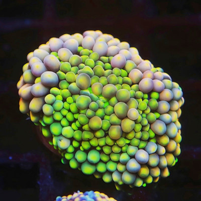 Mixed Color Florida Ricordea Frag