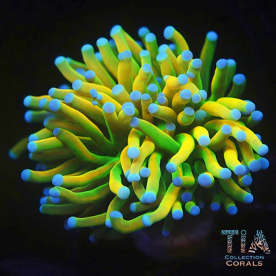 Premium Holy Grail Trachyphyllia Frag