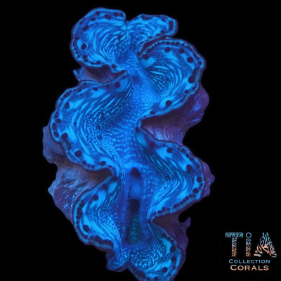 Red Sea Maxima Clam 3"+