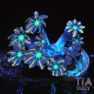 Firework Clove Coral