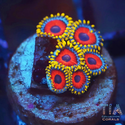 Eagle Eye Zoanthids