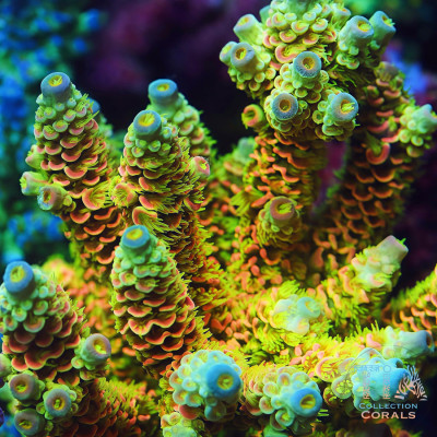TIA Island Radiance Acropora Colony (cut to order)