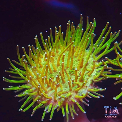 Neon Green Weeping Willow Toadstool Frag