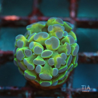 Hologram Hammer Frag
