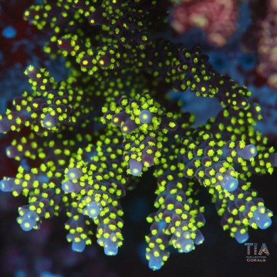 TIA Voltberry Acropora Colony (cut to order)