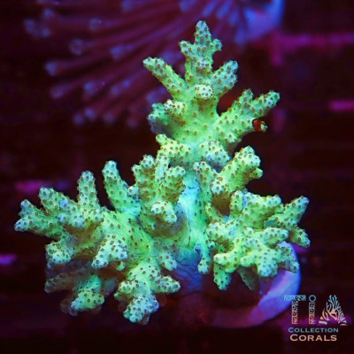 Neon Green Kenya Tree Frag