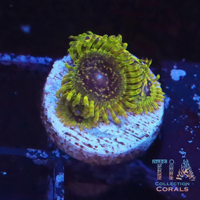 TIA Golden Stratosphere Zoanthids