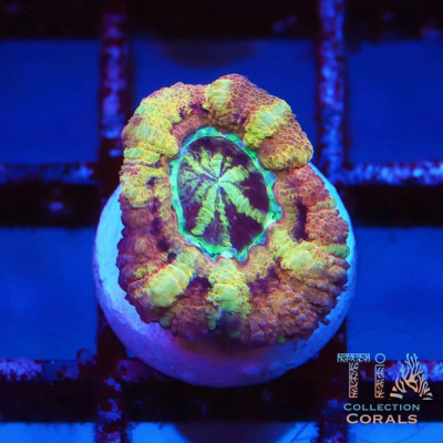 TIA Cosmic Candy Asian Acan Frag