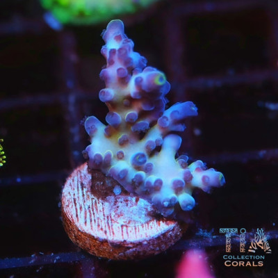 Jason Fox Frankie's Kryptonite Acropora Frag