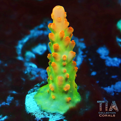 Mother Attached TIA Golden Knight Acropora Frag