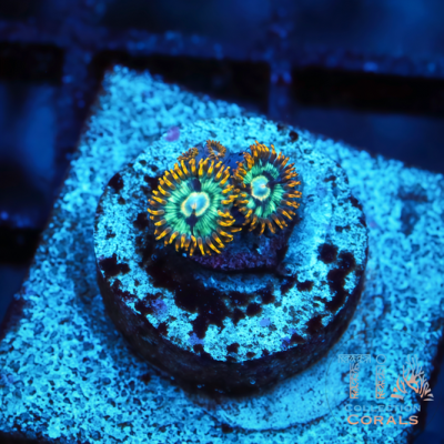 Cosmic Hornet Zoanthids Frag