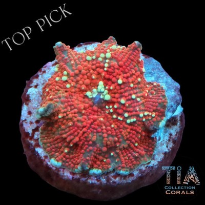 TIA Sunset River Discosoma Mushroom