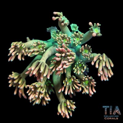 TSA Sour Tsunami Goniopora