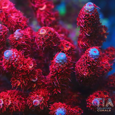 TIA Ruby Red Millepora Colony (cut to order)