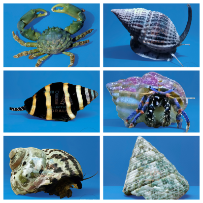 Algae Obliterator Clean Up Crew Invert Pack