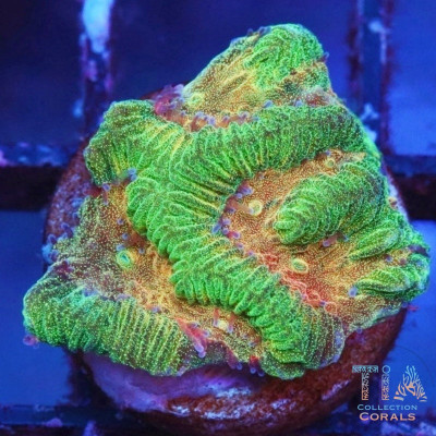 Orange Platygyra Frag