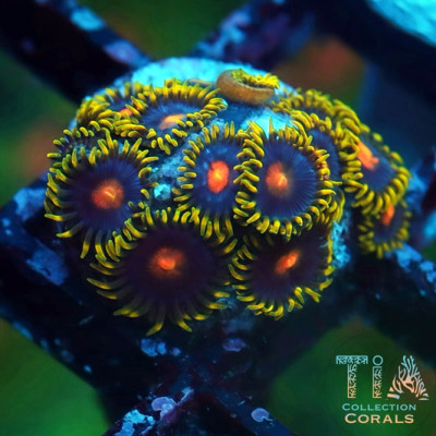 Citrus Zoanthids