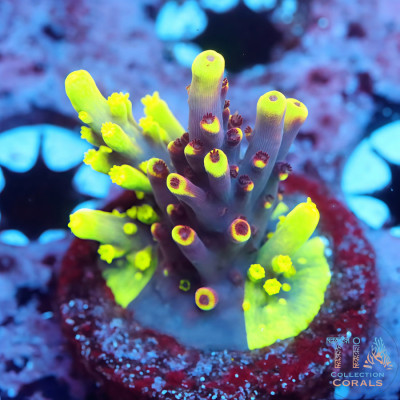 UW Foxflame Splice Acropora Colony (cut to order)