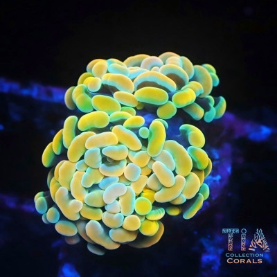 Cornbred's Rainbow Dream Branching Hammer Frag