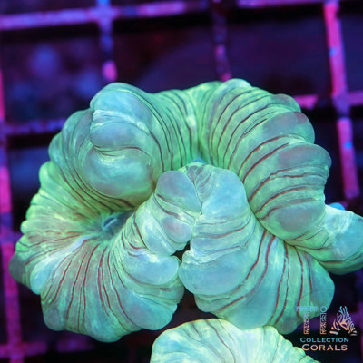 Fluffy Fox Coral