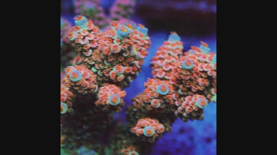 TIA Dream Horizon Acropora Colony (cut to order)