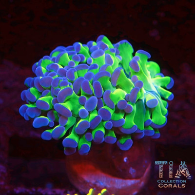 Purple Tip Branching Hammer Frag