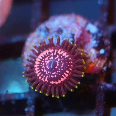 WWC Tasers Zoanthids Frag
