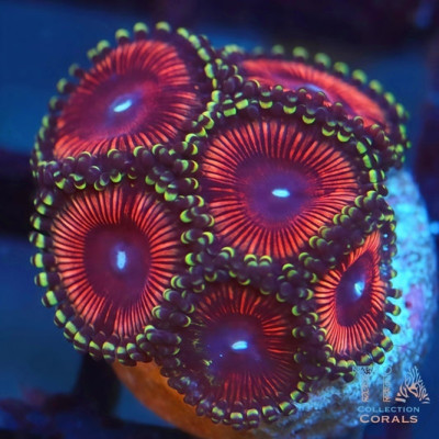 Pink Rapture Zoanthids