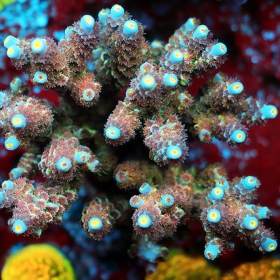TIA Blueberry Blaze Acropora Colony (cut to order)