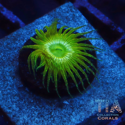TIA Glitter Palythoa Frag