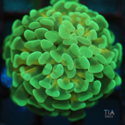 Ultra Gold Stem Hammer Frag