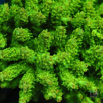 TIA Wasabi Tip Acropora Colony (cut to order)