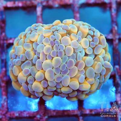 Bi-Color Orange Hammer (1-2 Heads)