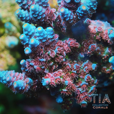 TIA Fire Blossom Tenuis Colony (cut to order)