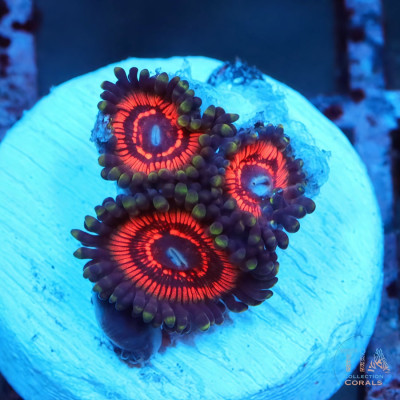 Armor of God Zoanthids Frag