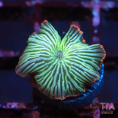 TIA Tank Grown Watermelon Discosoma Mushroom Frag