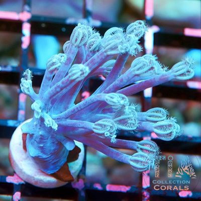 WWC True Blue Branching Xenia