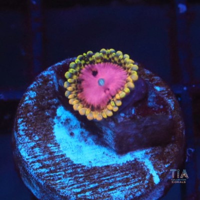 Pink Diamond Zoanthias