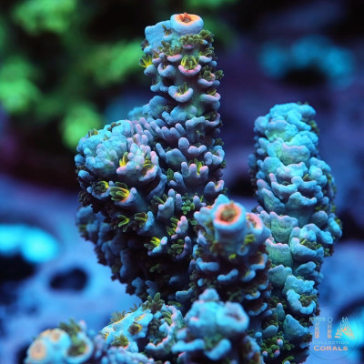 TIA Signature Blue Carnival Acropora Colony (cut to order)