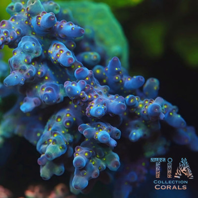 TIA Midnight Acropora Colony (cut to order)