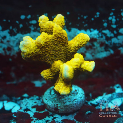 TSA Lime Digitata Frag