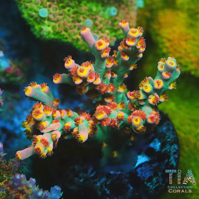 TIA Signature Grand Finale Speciosa Acropora (cut to order)