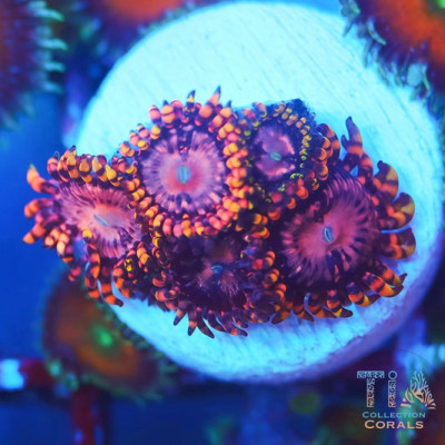 Koala Eye Zoanthids