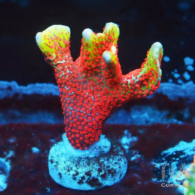 Bubblegun Digitata