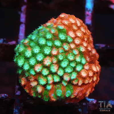 Candy Apple Cyphastrea Frag